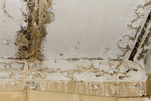 Best Water Damage & Mold Remediation  in Manchester, NH