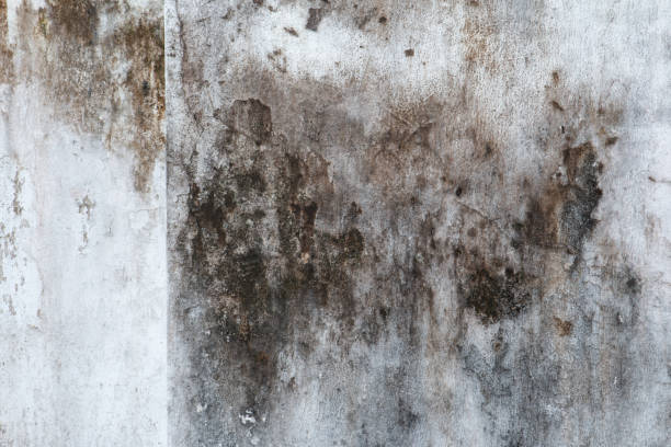 Best Biohazard Mold Removal  in Manchester, NH