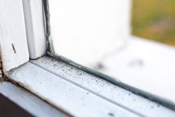 Best Basement Mold Removal  in Manchester, NH