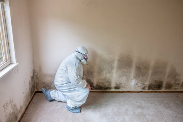 Best Emergency Mold Remediation  in Manchester, NH